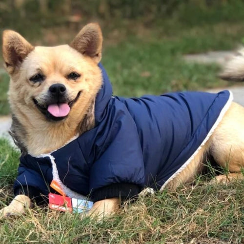 manteau-pour-chien