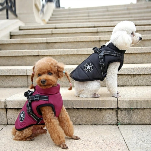 Parka best sale pour chien